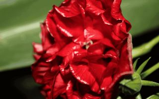 Китайская роза — приметы и уход в домашних условиях