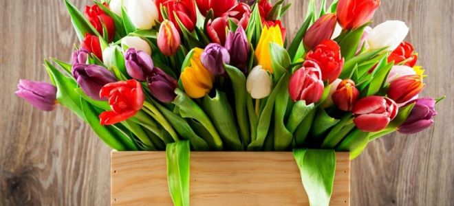 Уход за тюльпанами, легенда и поверья о цветке