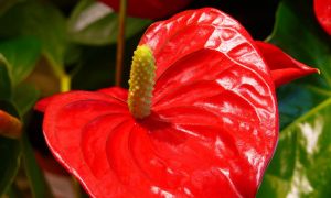 Антуриум, цветок мужское счастье — приметы и уход