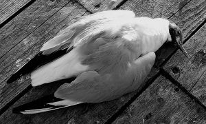 Мертвая птица — приметы увидеть дома, в пути