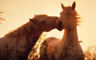 Приметы про лошадей — о чем предупреждают животные