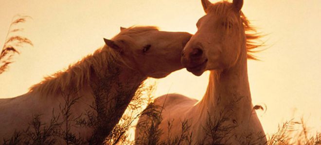 Приметы про лошадей — о чем предупреждают животные