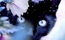 Чёрная кошка