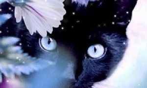 Чёрная кошка