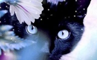 Чёрная кошка