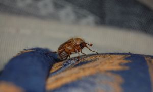 Суеверия и приметы о жуках
