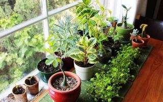 Комнатные растения в доме — подбор по приметам
