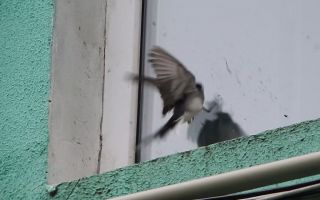 К чему птица бьется в окно по народным приметам