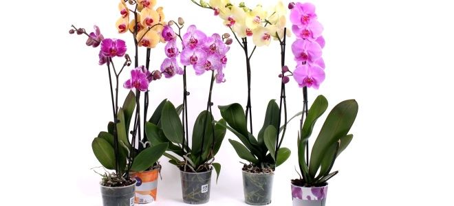 Орхидея — уход дома, приметы