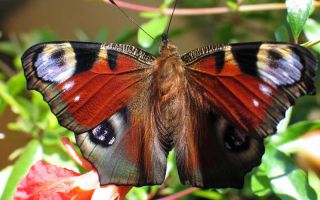 В дом залетела бабочка — примета