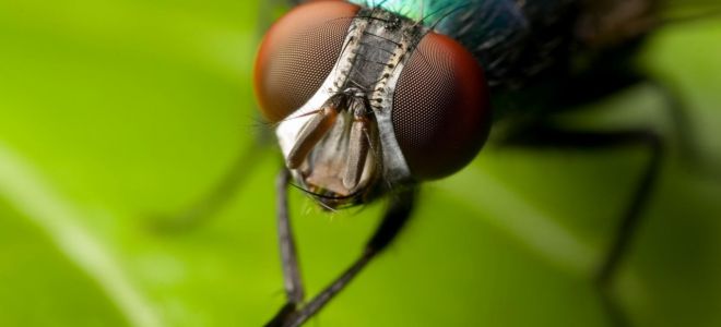 Приметы о мухах — залетела в дом, упала в еду