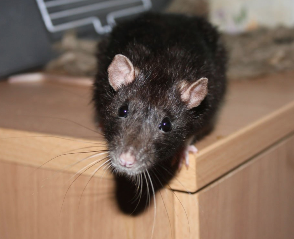 В моем доме мышь 17. Домашняя мышь квартирная. Крыса домовая. Крысы в доме. Крыса чёрная домашняя.