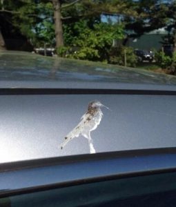 примета птица накакала на машину